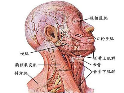 胸锁乳突肌