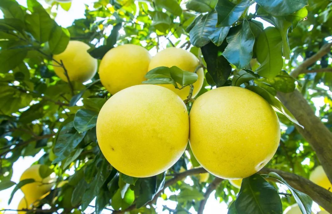 吃五种水果可快速止痛化痰，迅速解决秋燥喉咙痛